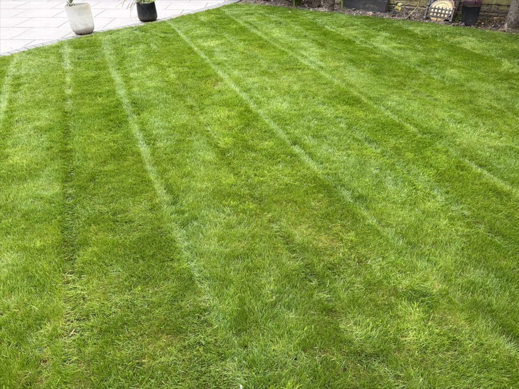 Dense green lawn grass with fresh mowing stripes