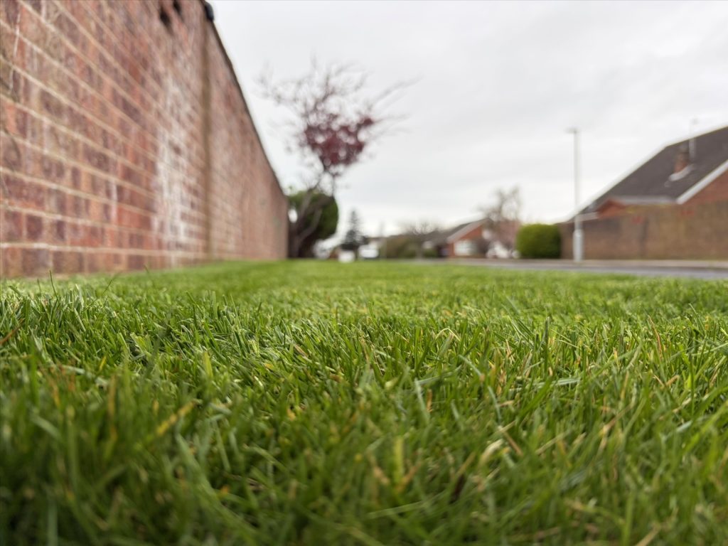 A close view of upright grass blades at lawn level