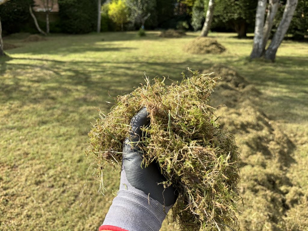 Moss in lawns: why it grows and what to do