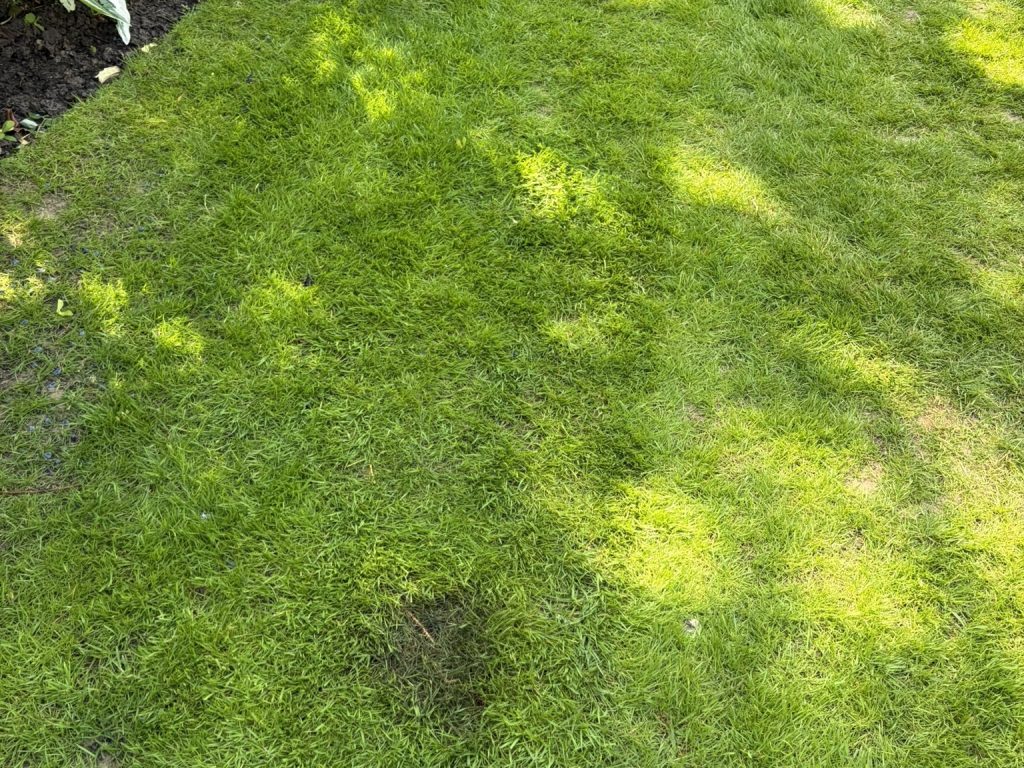 When is the best time to sow grass seed in the UK?