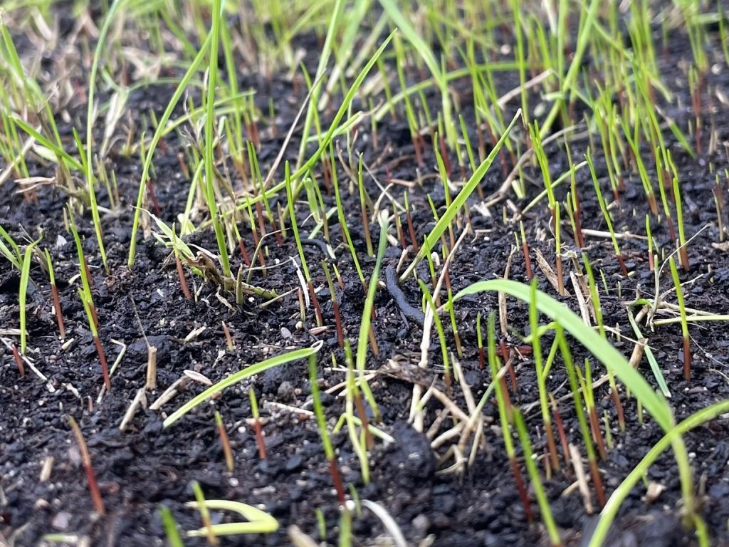Why hasn’t my grass seed germinated?