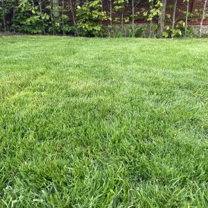 Green grass in a garden lawn