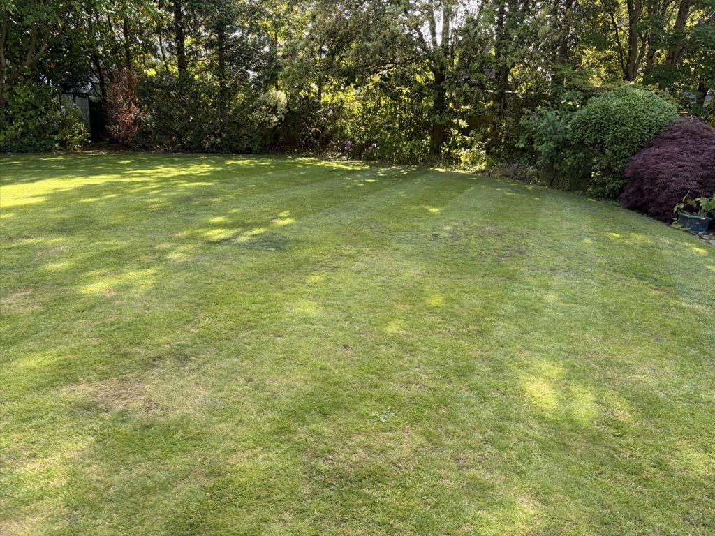 Grass seed for shady lawns: what to look for