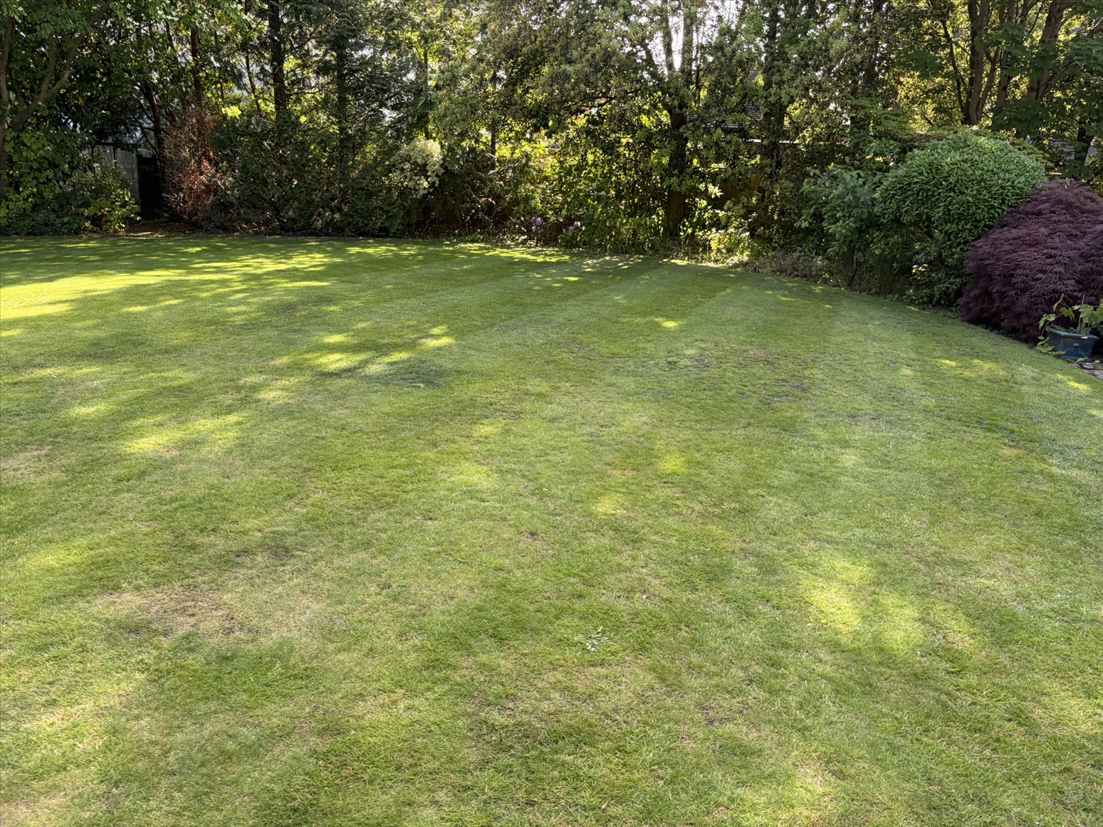 A garden lawn with natural areas of sun and shade