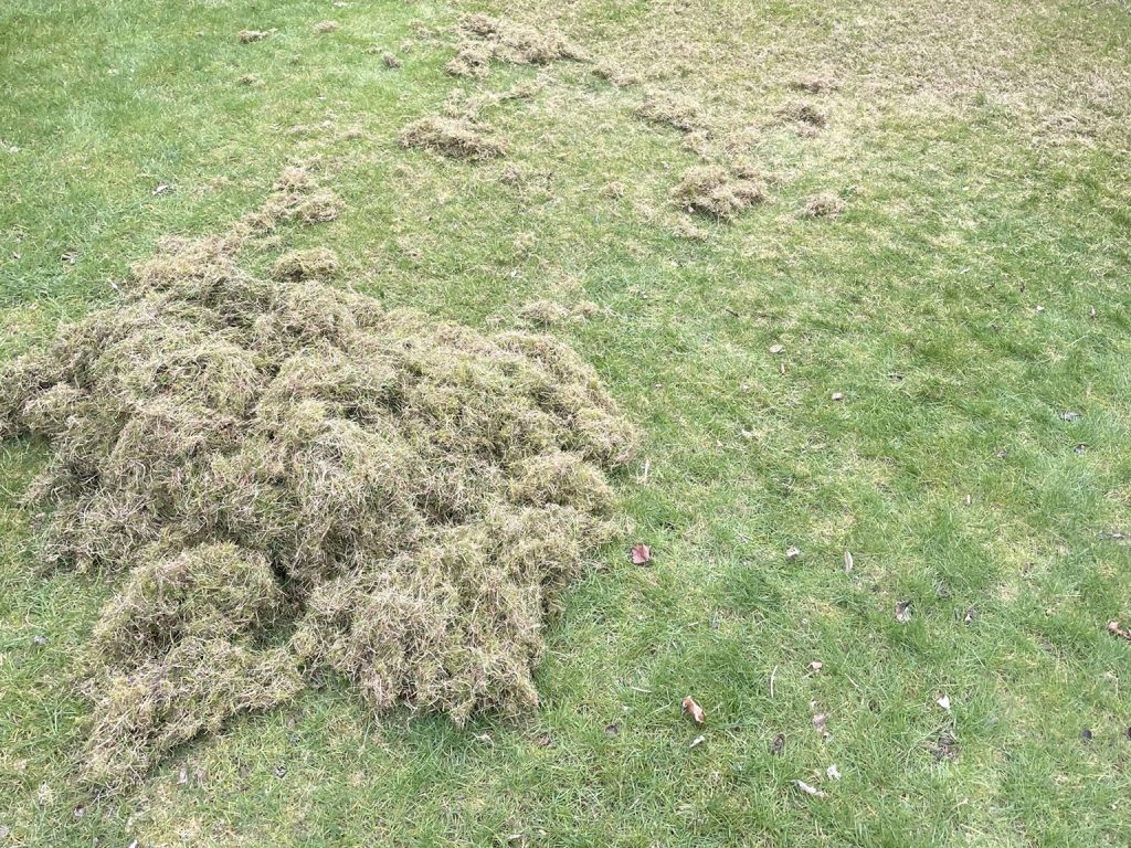 Scarifying a lawn: when and how