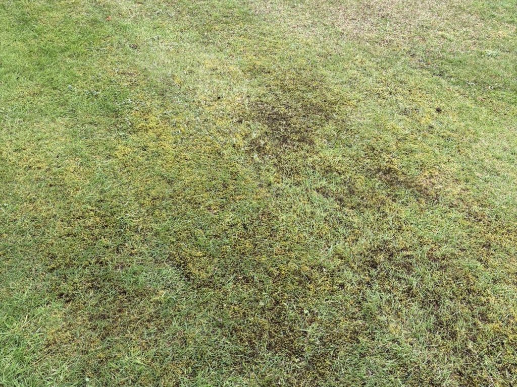 Why is my lawn thin and patchy?