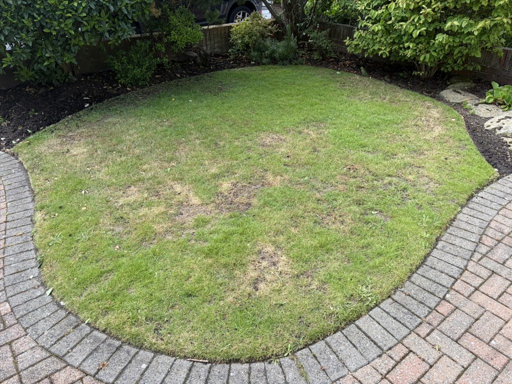 Thin and uneven grass cover across a small curved garden lawn